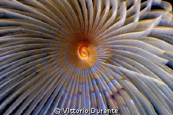 Giant fan worm by Vittorio Durante 